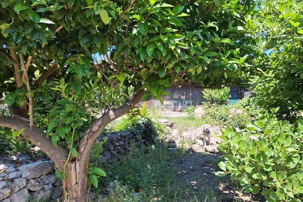 house-3272-with trees