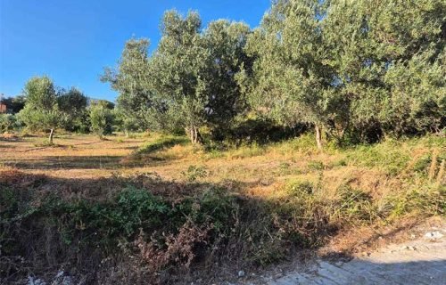 plot-3283-with trees