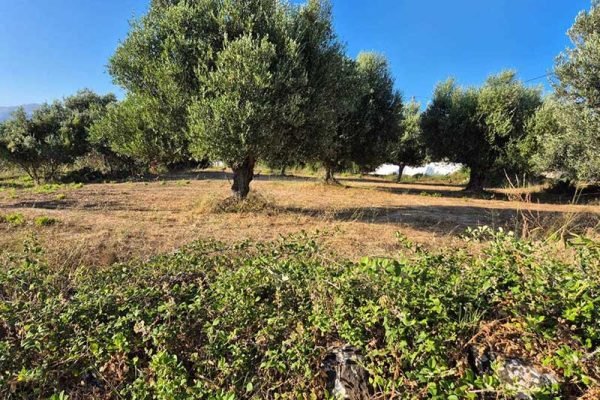 oikopedo-3285-entos sxediou