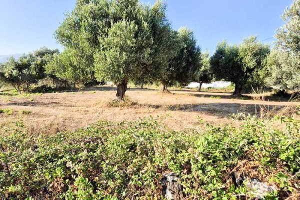 oikopedo-3285-goniako oikopedo