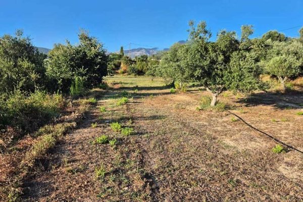 oikopedo-3285-sti Leivatho