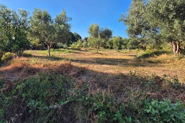 oikopedo-3285-apopsi oikopedou