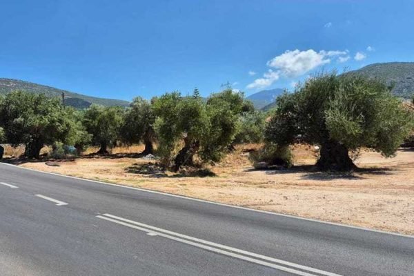 3314-plot-with trees