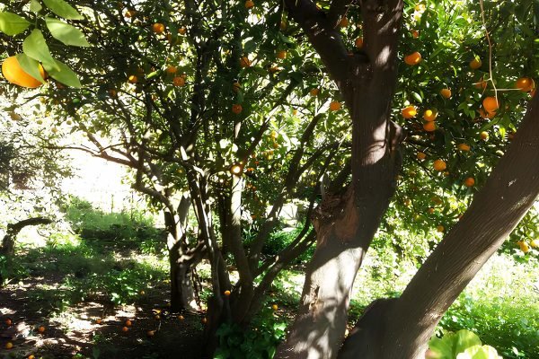 Κατοικίες με οπωροφόρα δέντρα στα Σβορωνάτα - Κωδ. Ακινήτου 2157