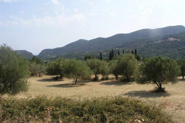 EP2692-plot-with olive trees