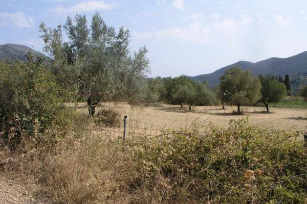 2694-plot-with olive trees