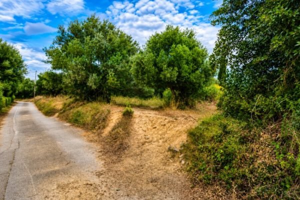 Land with trees- property id 3462