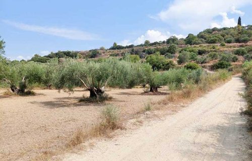 parcel-3151-with olive trees