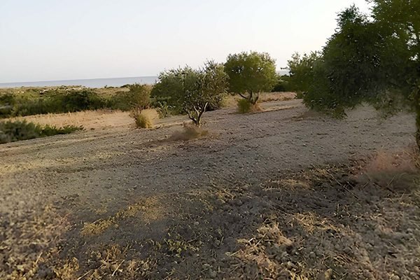 property with trees in Paliki - property id 2252