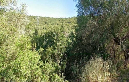 αγροτεμαχιο στον Ψιλιθρια - Κωδ. Ακινήτου 3473