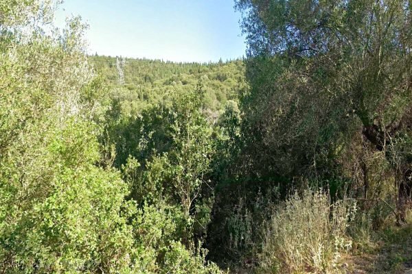 αγροτεμαχιο στον Ψιλιθρια - Κωδ. Ακινήτου 3473