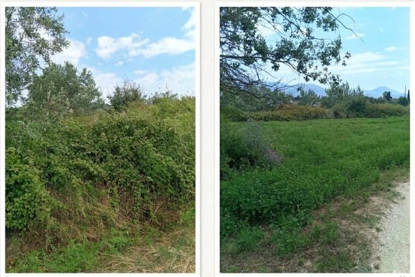parcel with trees - property id 3482