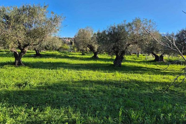 plot-3219-with olive trees