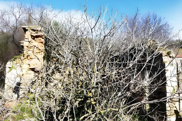 Ακίνητο με δέντρα στο οικόπεδο στα Σβορωνάτα - Κωδ. Ακινήτου 2157