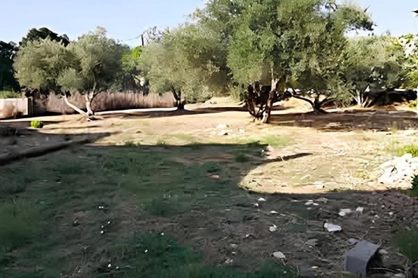 Plot with trees - property id 3469