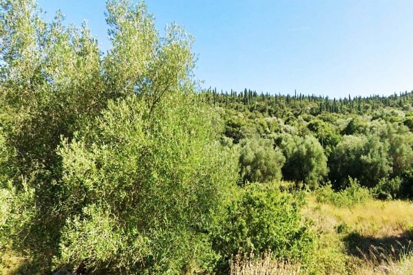 οικόπεδο με δέντρα - Κωδ. Ακινήτου 3472