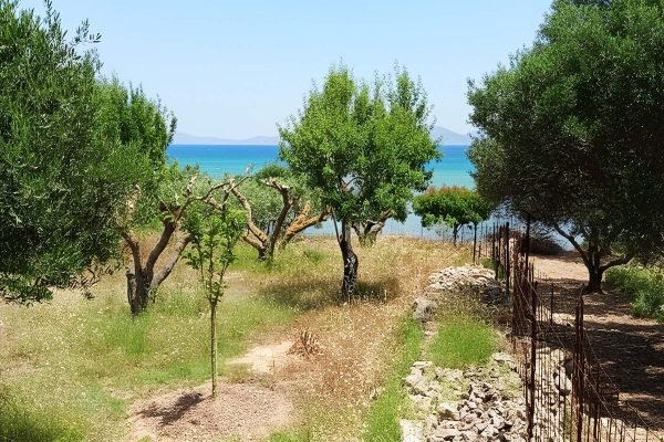 Αγροτεμάχιο με ελαιόδεντρα στην Παλική - Κωδ. Ακινήτου 2338