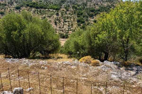 Trees within the plot - property id 3464