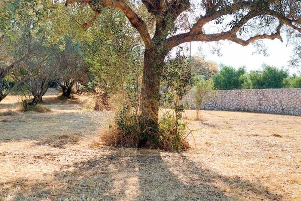 villa-3122-with olive trees