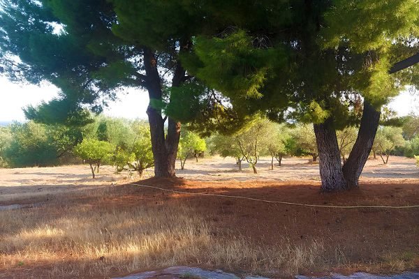 Ακίνητο με ελαιόδεντρα στις Μηνιές - Κωδ. Ακινήτου 2249